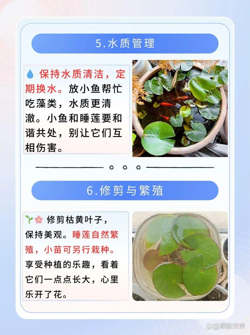 睡莲如何种植方法图解