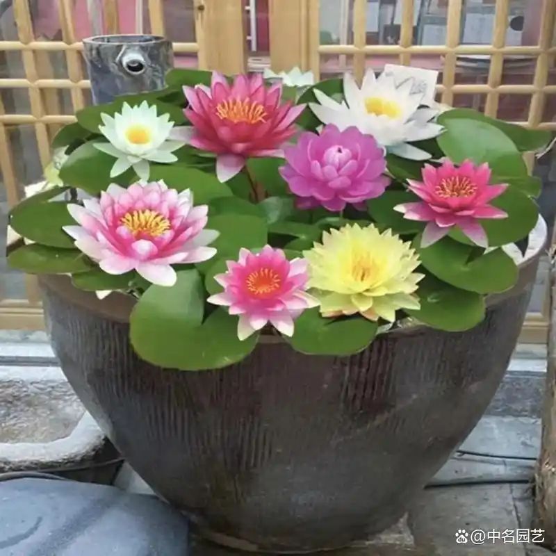 睡莲如何种植方法图解