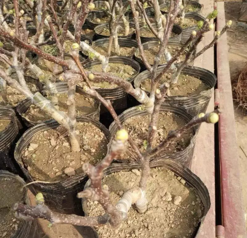 适合阳台种植的果树