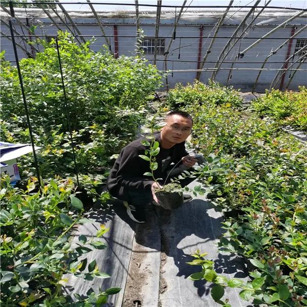 薄雾蓝莓苗、明年薄雾蓝莓苗大棚种植技术