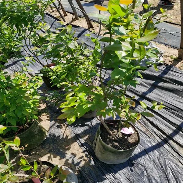 大棚蓝莓种植技术