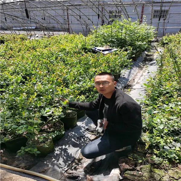 大棚蓝莓种植技术