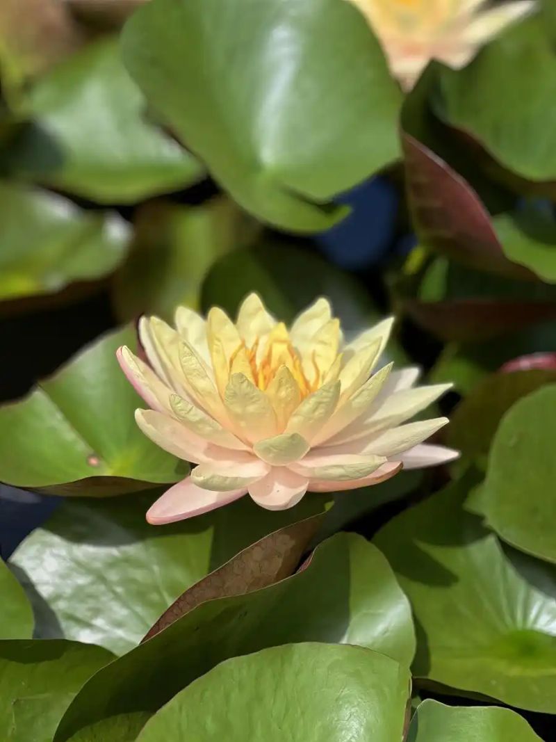 睡莲如何种植方法图解