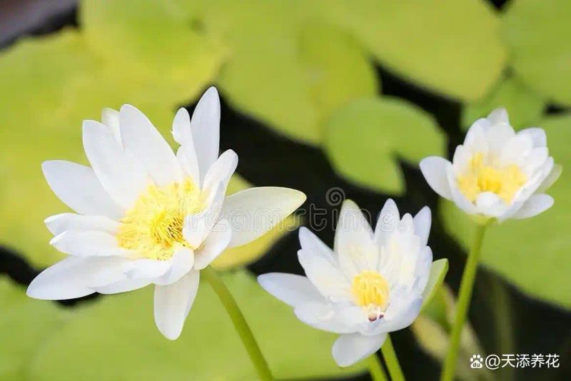 睡莲如何种植方法图解