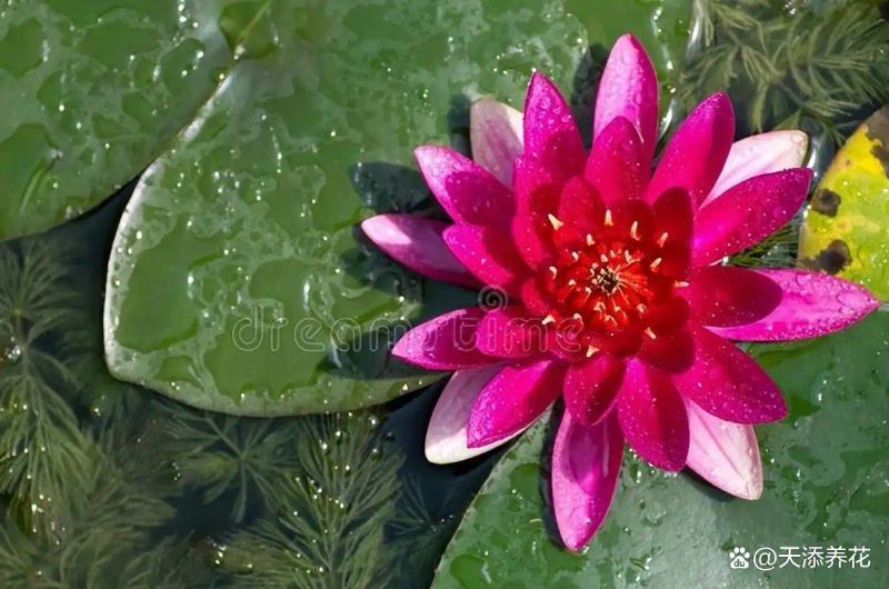 睡莲如何种植方法图解