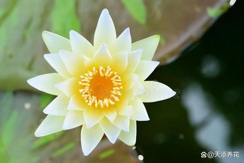 睡莲如何种植方法图解