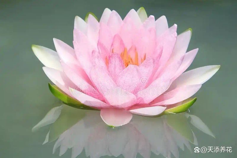 睡莲如何种植方法图解