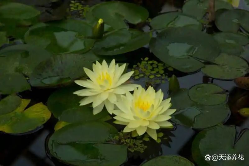 睡莲如何种植方法图解