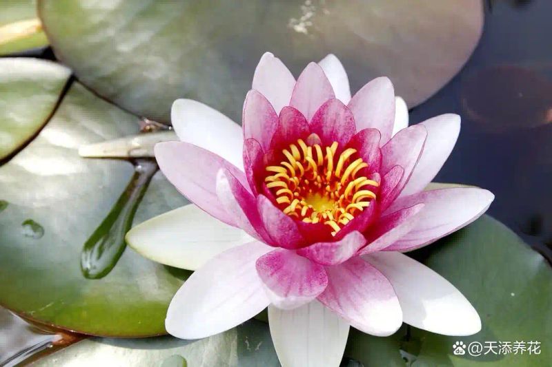 睡莲如何种植方法图解