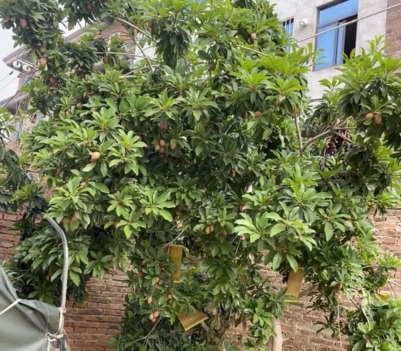 人心果种植方法和技巧
