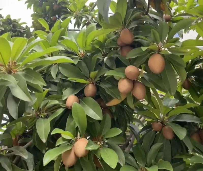 人心果种植方法和技巧