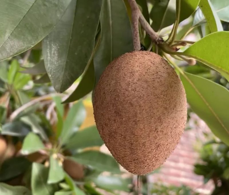 人心果种植方法和技巧