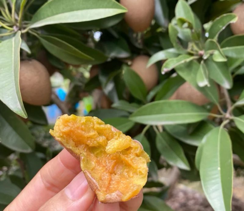 人心果种植方法和技巧