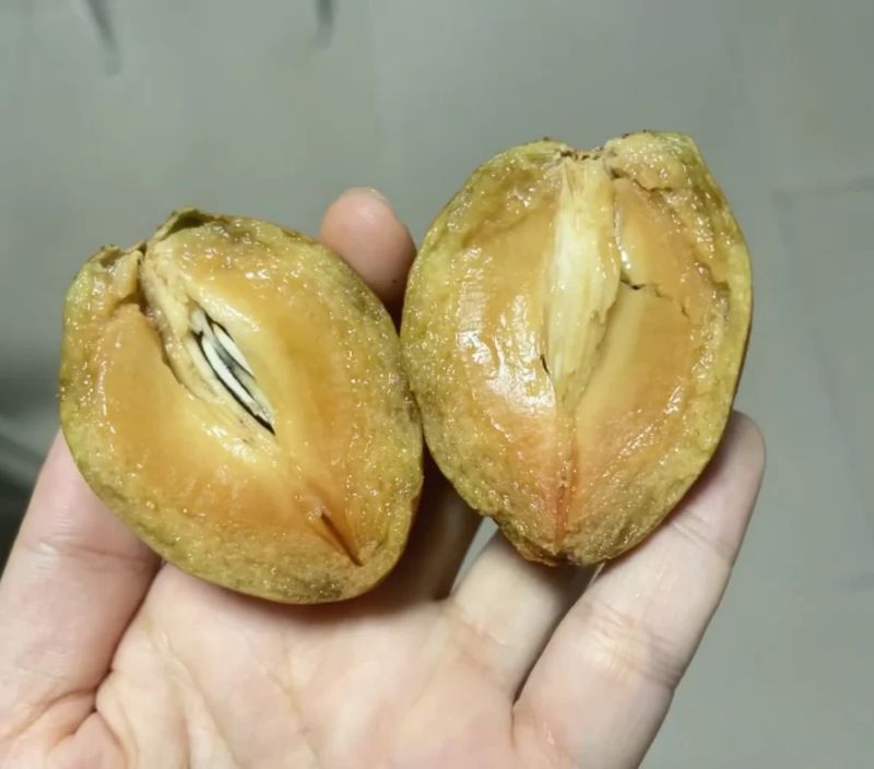 人心果种植方法和技巧