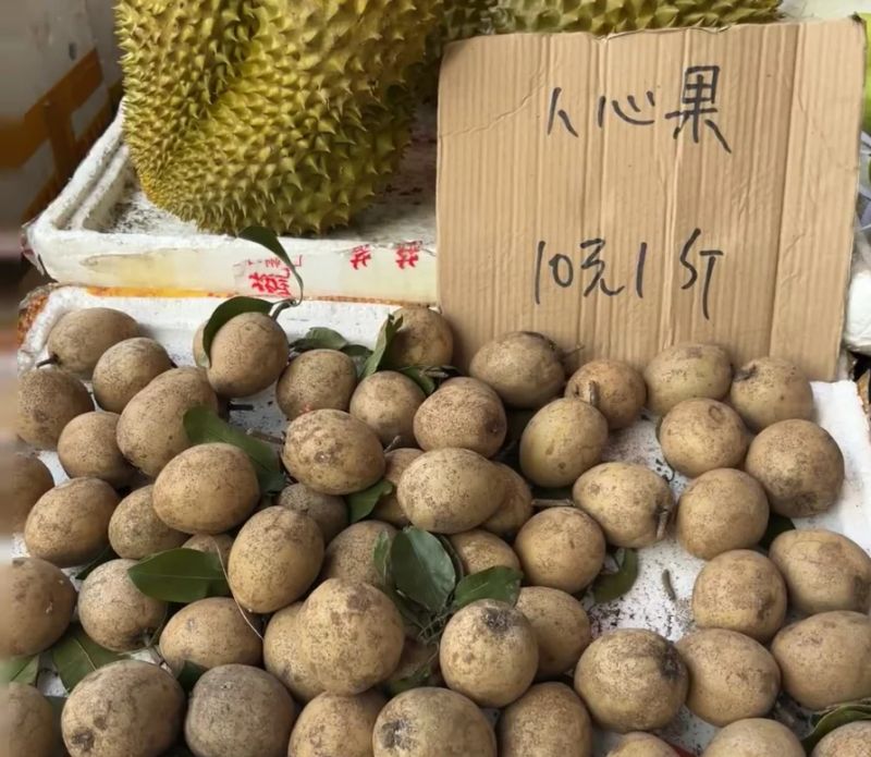 人心果种植方法和技巧