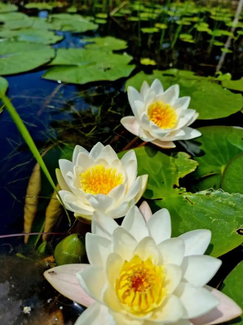 睡莲如何种植方法图解