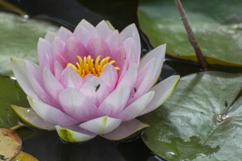 睡莲如何种植方法图解