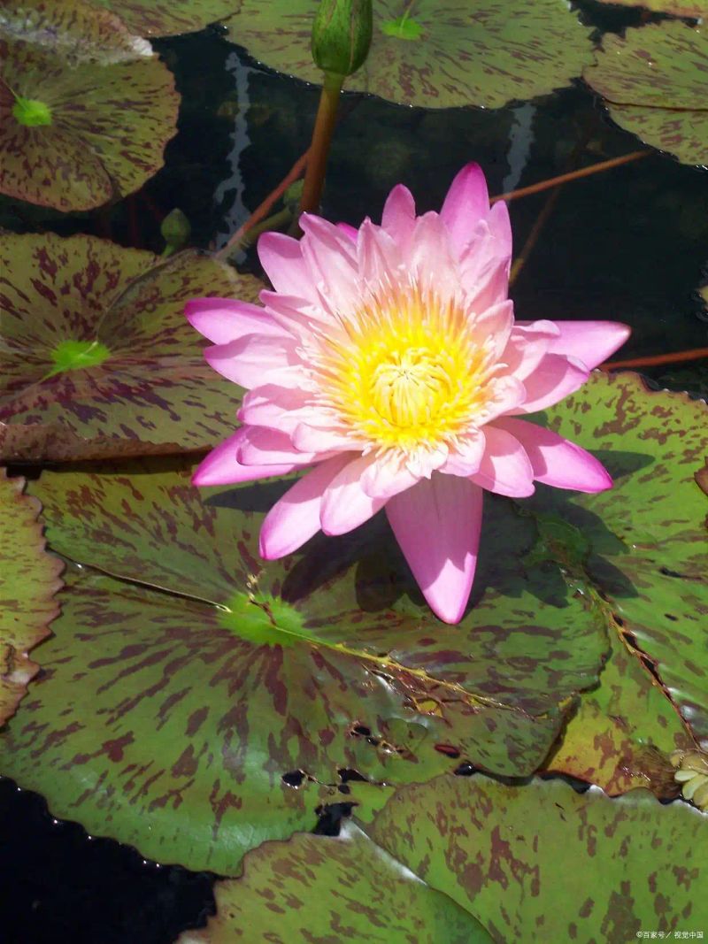 睡莲如何种植方法图解
