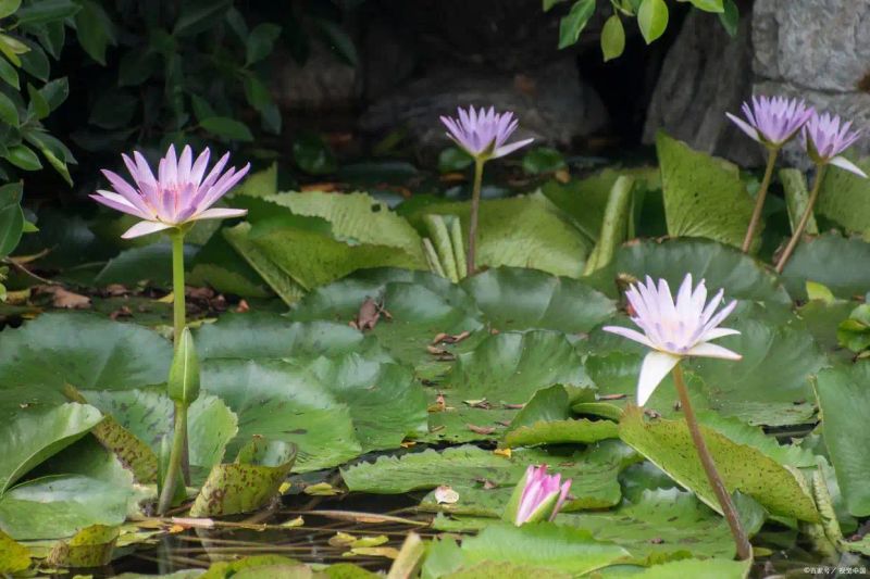 睡莲如何种植方法图解