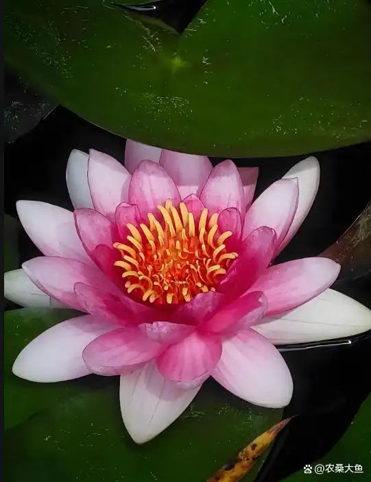 睡莲如何种植方法图解