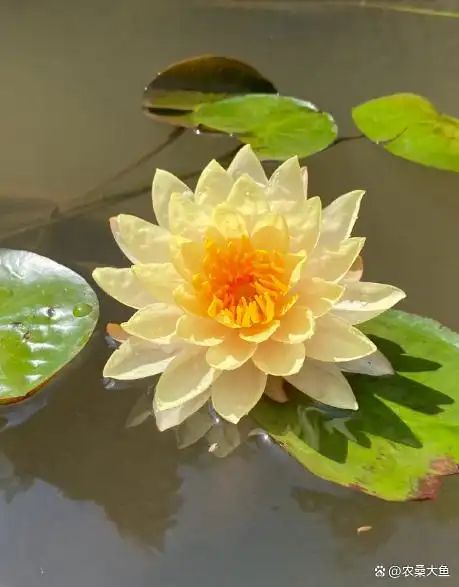 睡莲如何种植方法图解