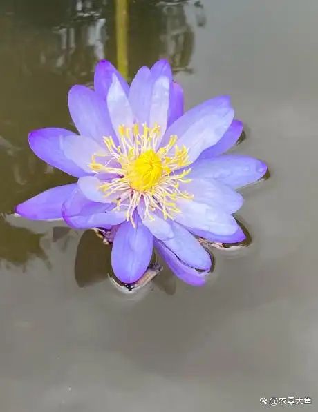 睡莲如何种植方法图解