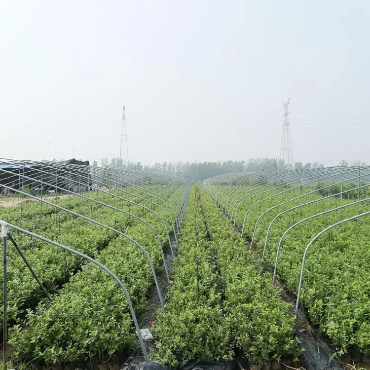 大棚蓝莓种植技术