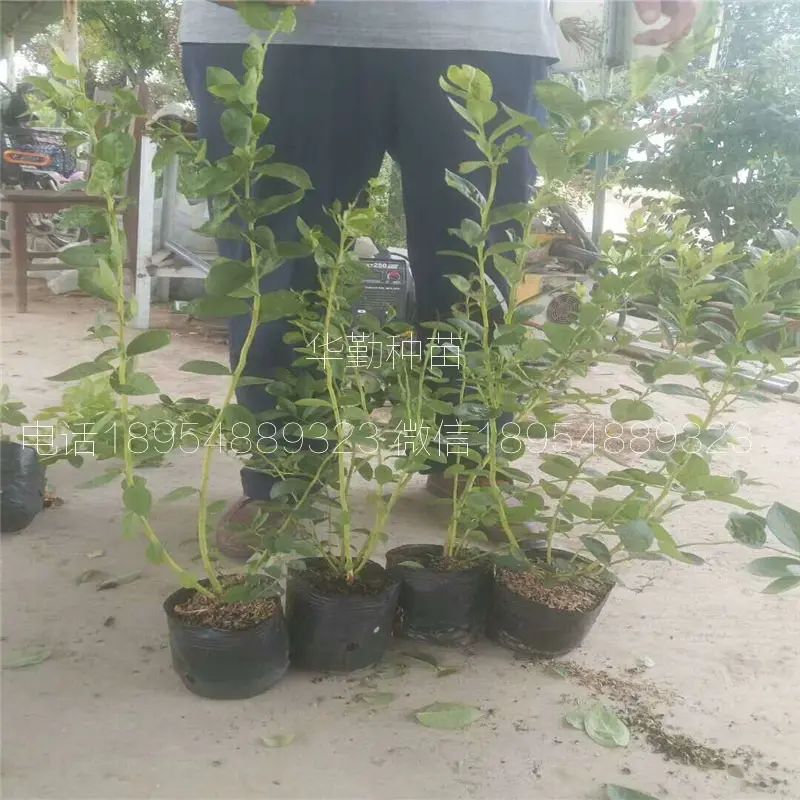 大棚蓝莓种植技术