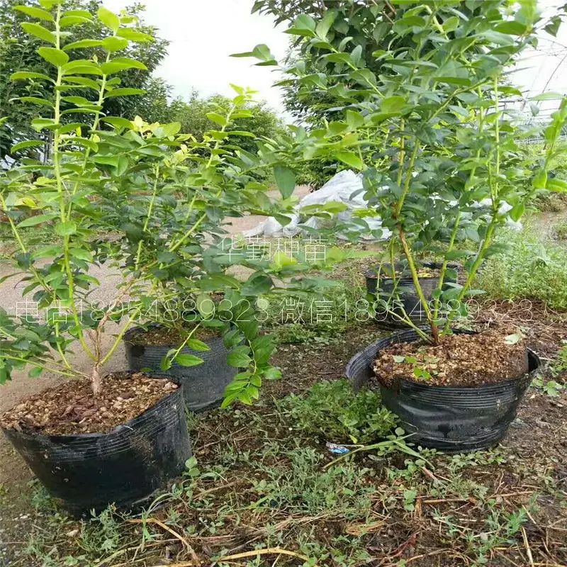 大棚蓝莓种植技术