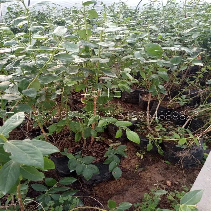 大棚蓝莓种植技术