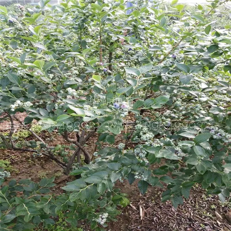 大棚蓝莓种植技术