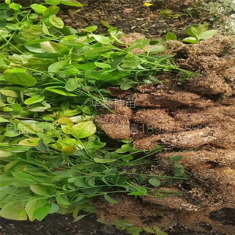 大棚蓝莓种植技术