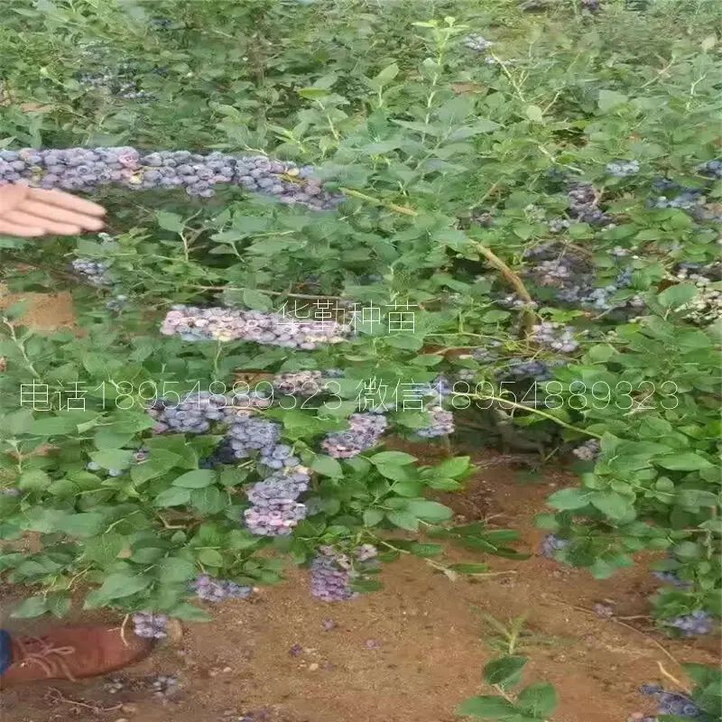 大棚蓝莓种植技术