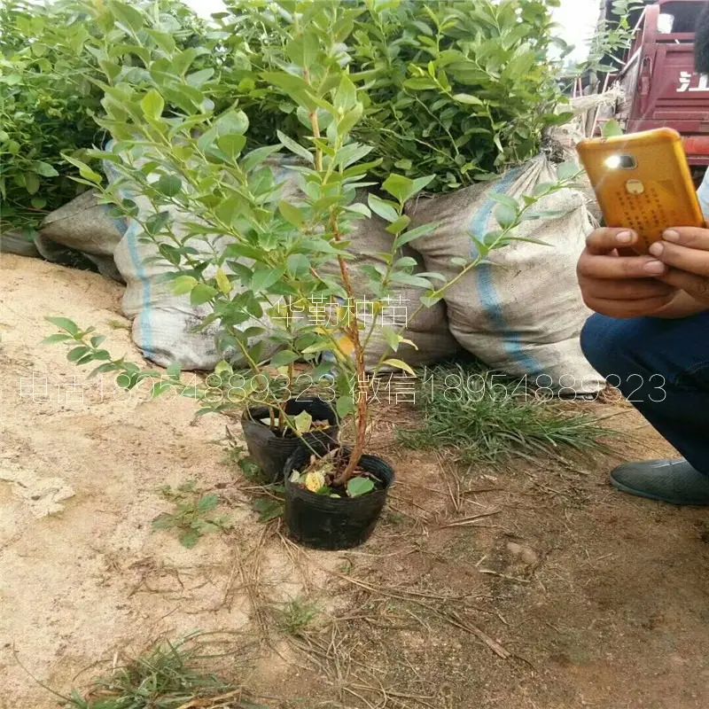 大棚蓝莓种植技术