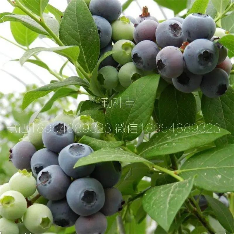 大棚蓝莓种植技术
