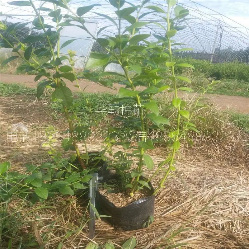 大棚蓝莓种植技术