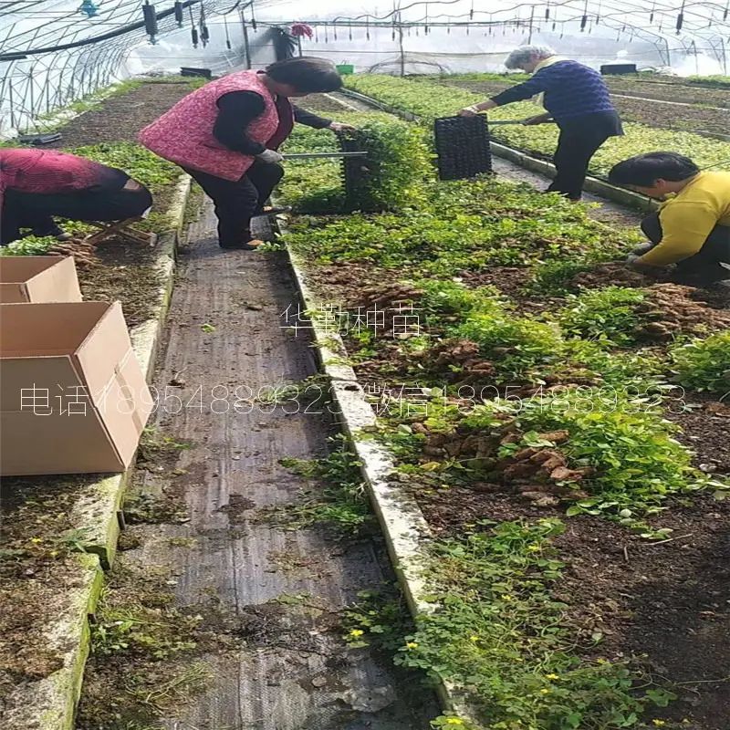大棚蓝莓种植技术