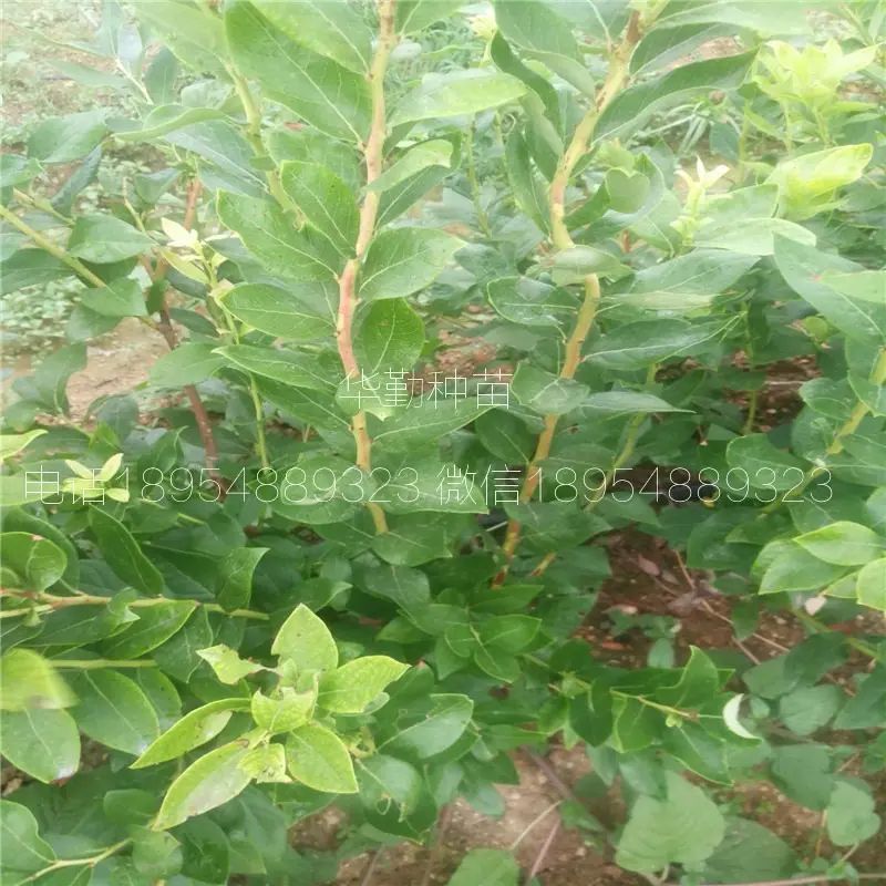 大棚蓝莓种植技术