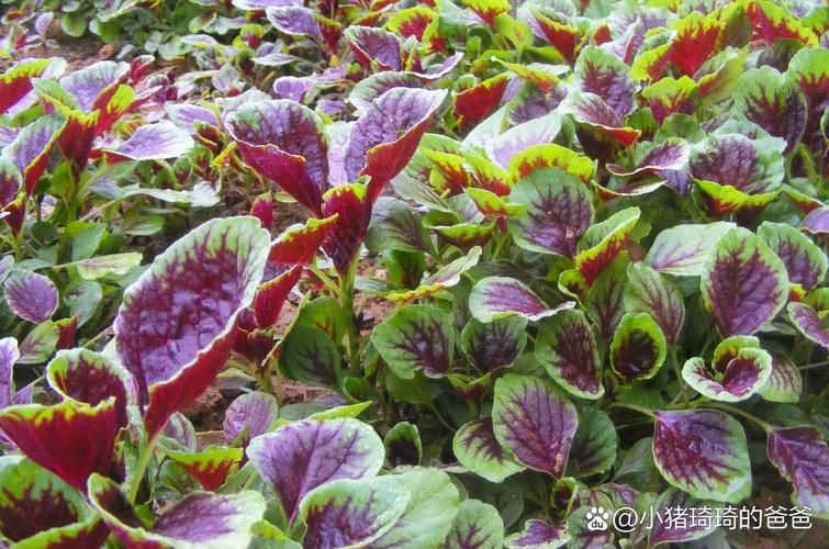 苋菜种植方法