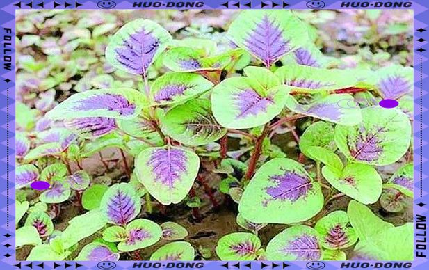 苋菜种植方法