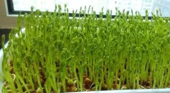 无土豌豆苗种植技术