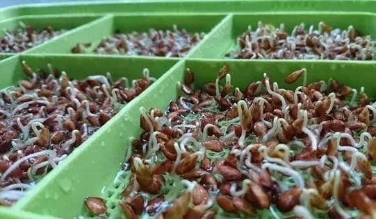 无土豌豆苗种植技术