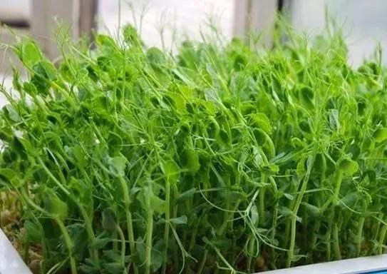 无土豌豆苗种植技术