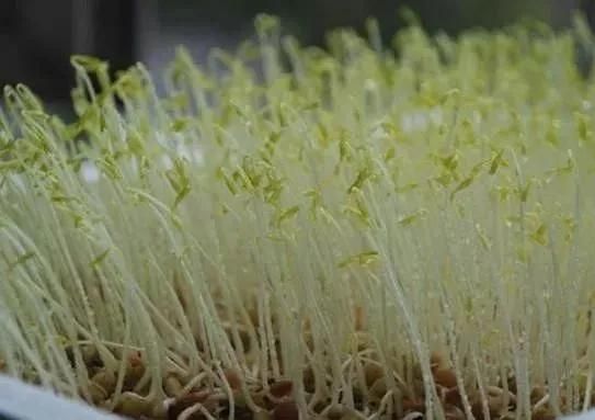 无土豌豆苗种植技术