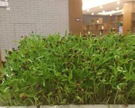 无土豌豆苗种植技术