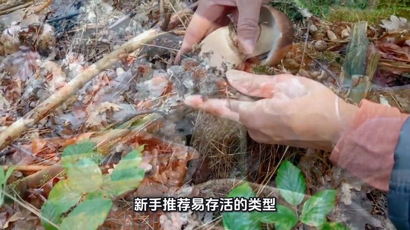 蘑菇的种植技术视频