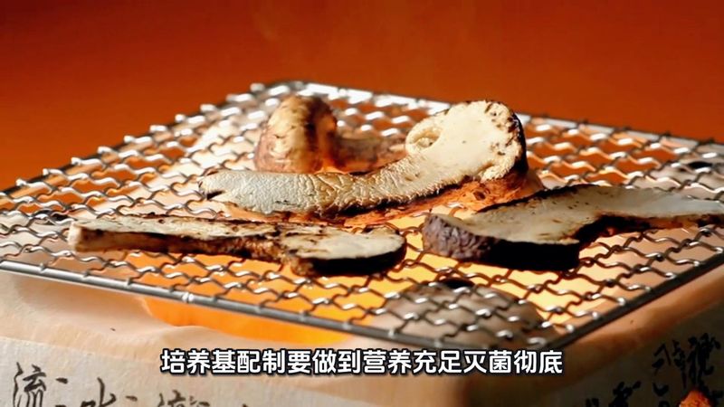 蘑菇的种植技术视频