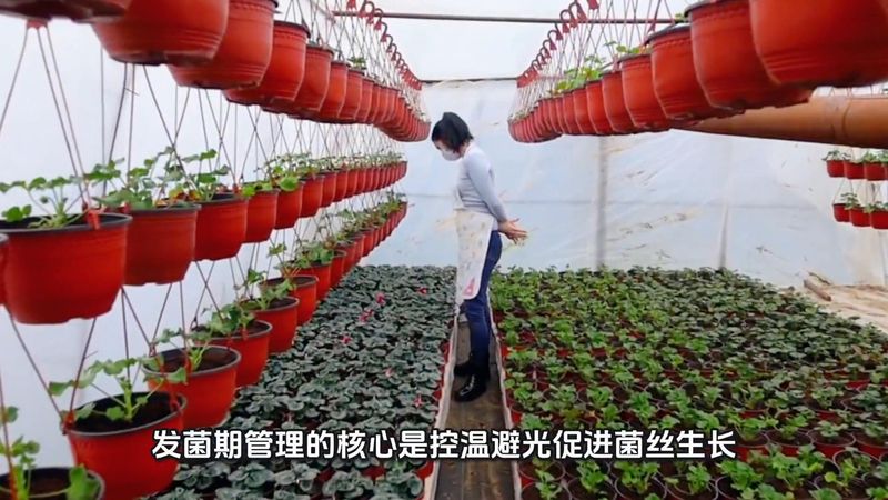 蘑菇的种植技术视频