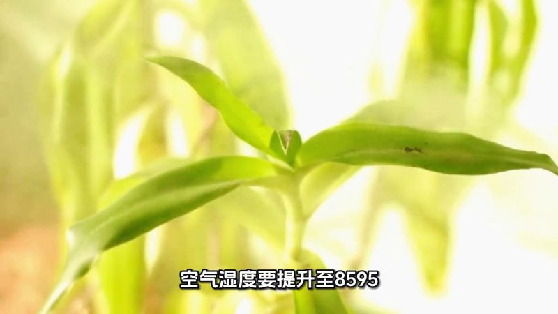 蘑菇的种植技术视频