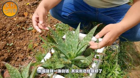莴笋种植时间和方法